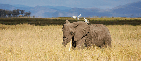 Amboseli Park, Kenya Nature Conservancy Conservation Science