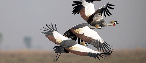 Crowned Cranes in Zambia. Nature Conservancy Africa