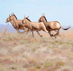 The Nature Conservancy Mongolia Conservation