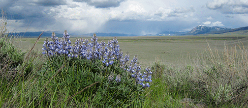 montana invasive weed modeling project nature conservancy