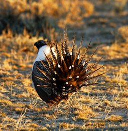 Sage-Grouse Compensatory Mitigation