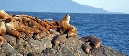 alaska nature conservancy conservation science southeast alaska