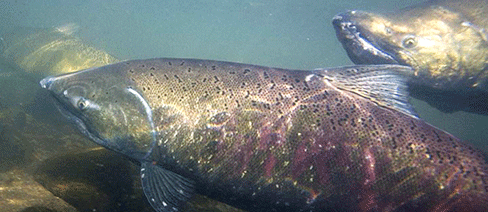 california salmon freshwater conservation nature conservancy