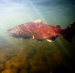 california salmon freshwater conservation nature conservancy