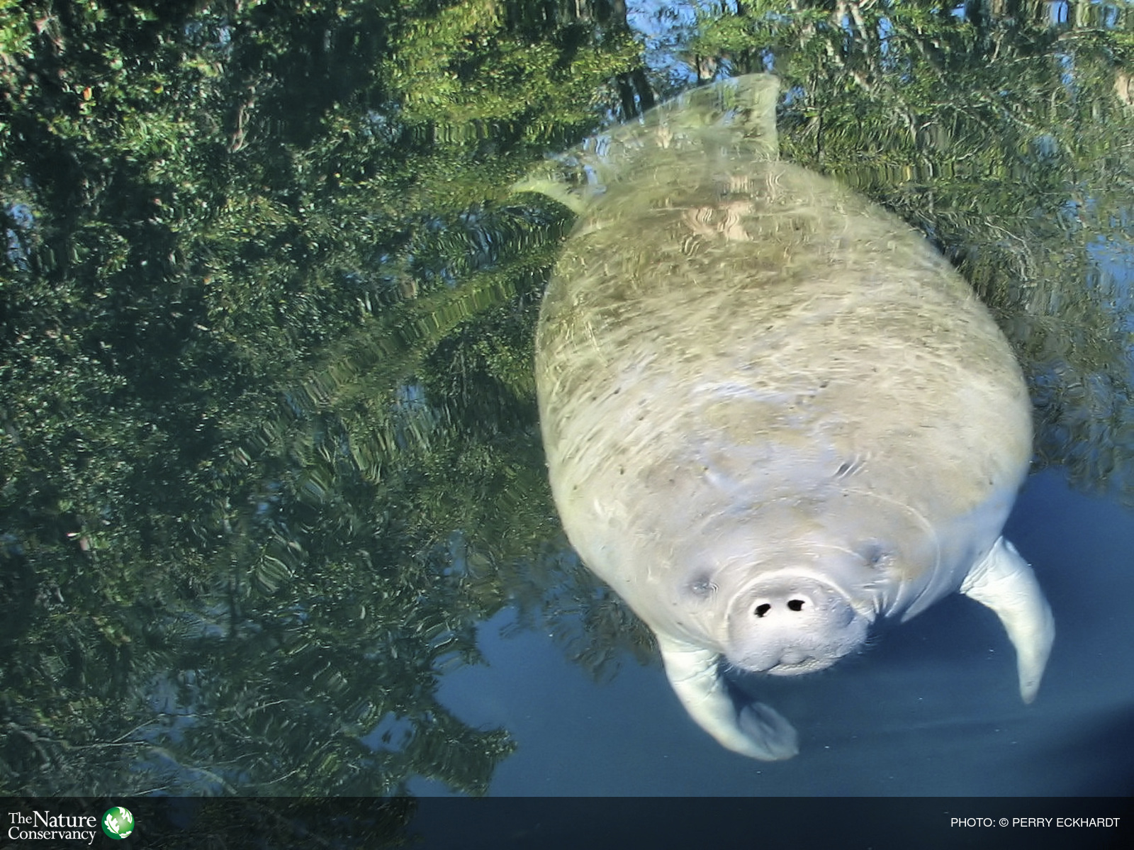 Manatee by Perry Eckhardt