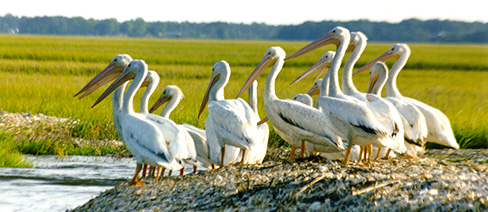 eastern division reports data nature conservancy