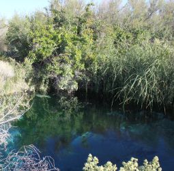 Ash Meadows