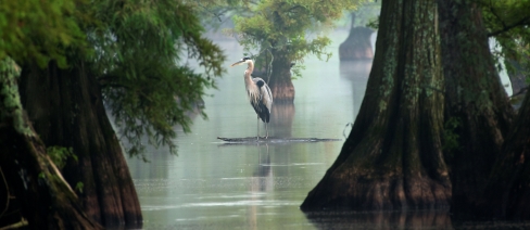 Great Blue Heron among Bald Cypress trees at Reelfoot Lake, Tennessee.