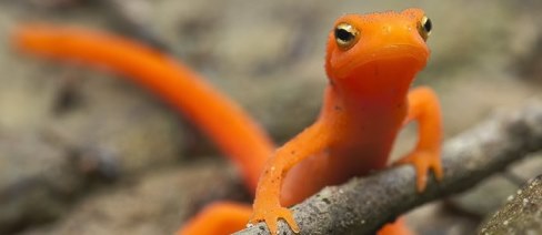 Red Eft juvenile of Eastern Newt