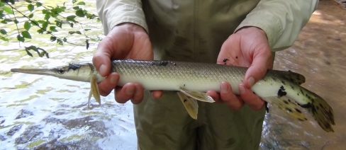 Shortnose Gar in Griffin Creek, TN