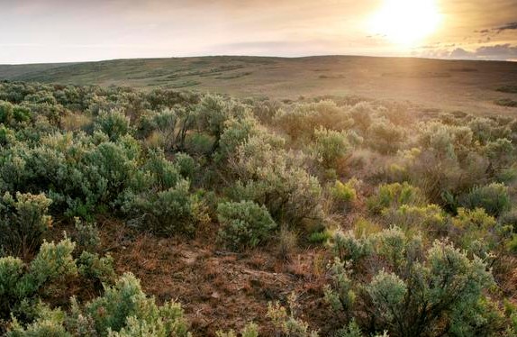 Sagebrush steppe_Hannah Letinich.jpg