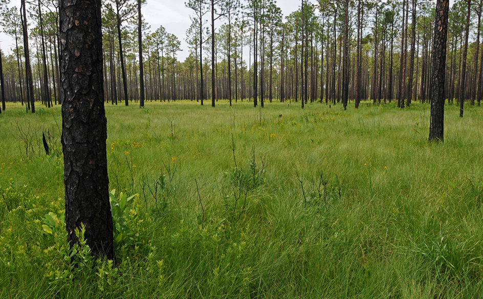 NC Big Island Savanna_NA Coastal plain.jpg