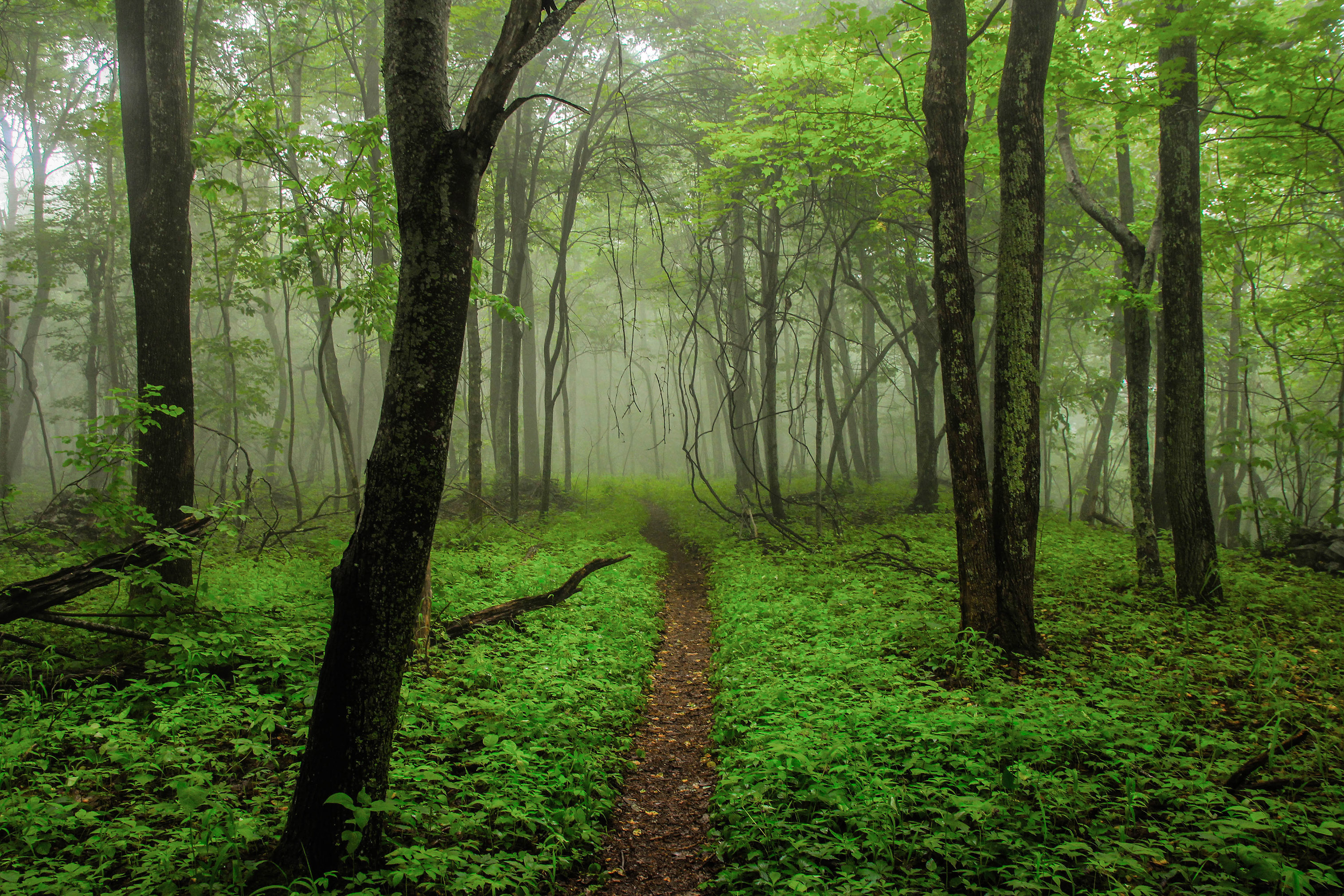 misty trail through green forested landscape, Appalachian Trail, Virginia