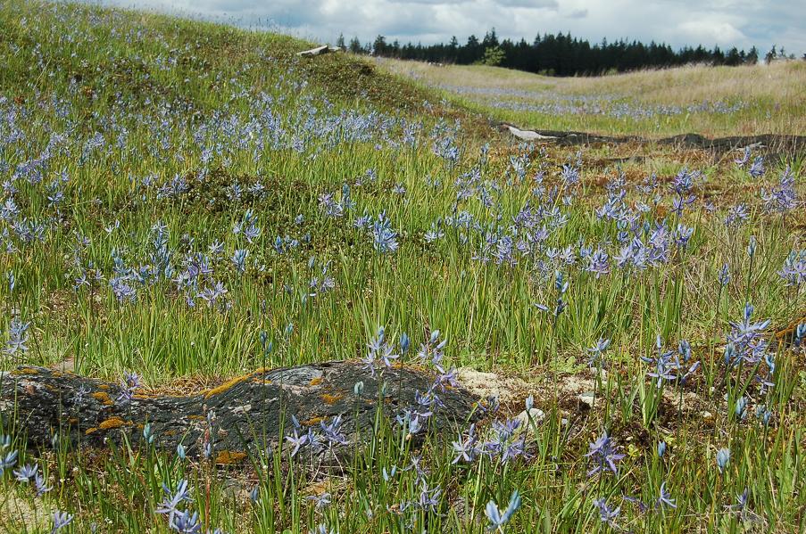 Field of flowers