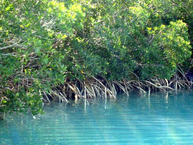 caribbean vegetation guide nature conservancy