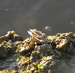 oyster goals project, shellfish, restoration, marine conservation science