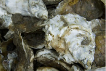 massachusetts shellfish restoration