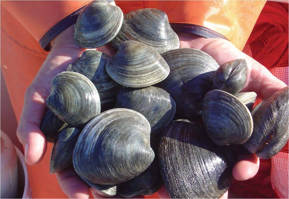 shellfish restoration, water quality, bivalve