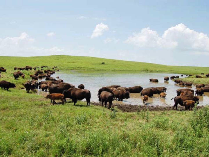 Bison as Keystone Herbivores on the Great Plains Can Cattle Serve as