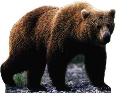 Photo of grizzly bear