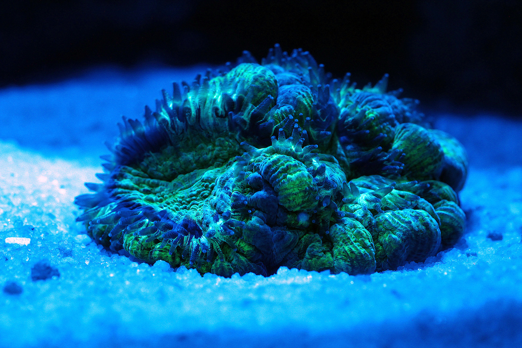 Brain coral under LED light by Flickr user la.kien via Creative Commons