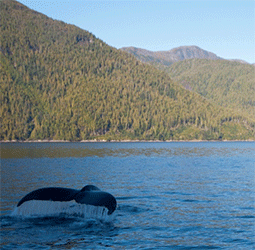 Great Bear Rainforest, B.C. by Flickr user **604*250** via Creative Commons