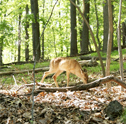 science chronicles nature conservancy conservation science