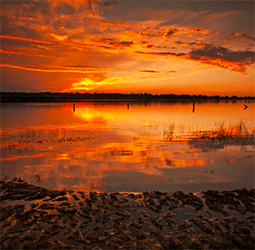 Nature Conservancy Science Chronicles