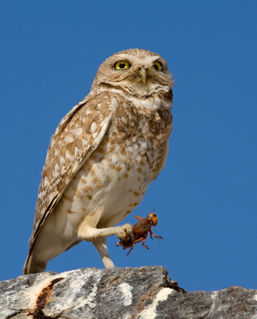 burrowing owl with cricket in claw